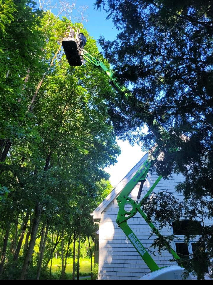 Arborist trimming a tall tree from an aerial lift