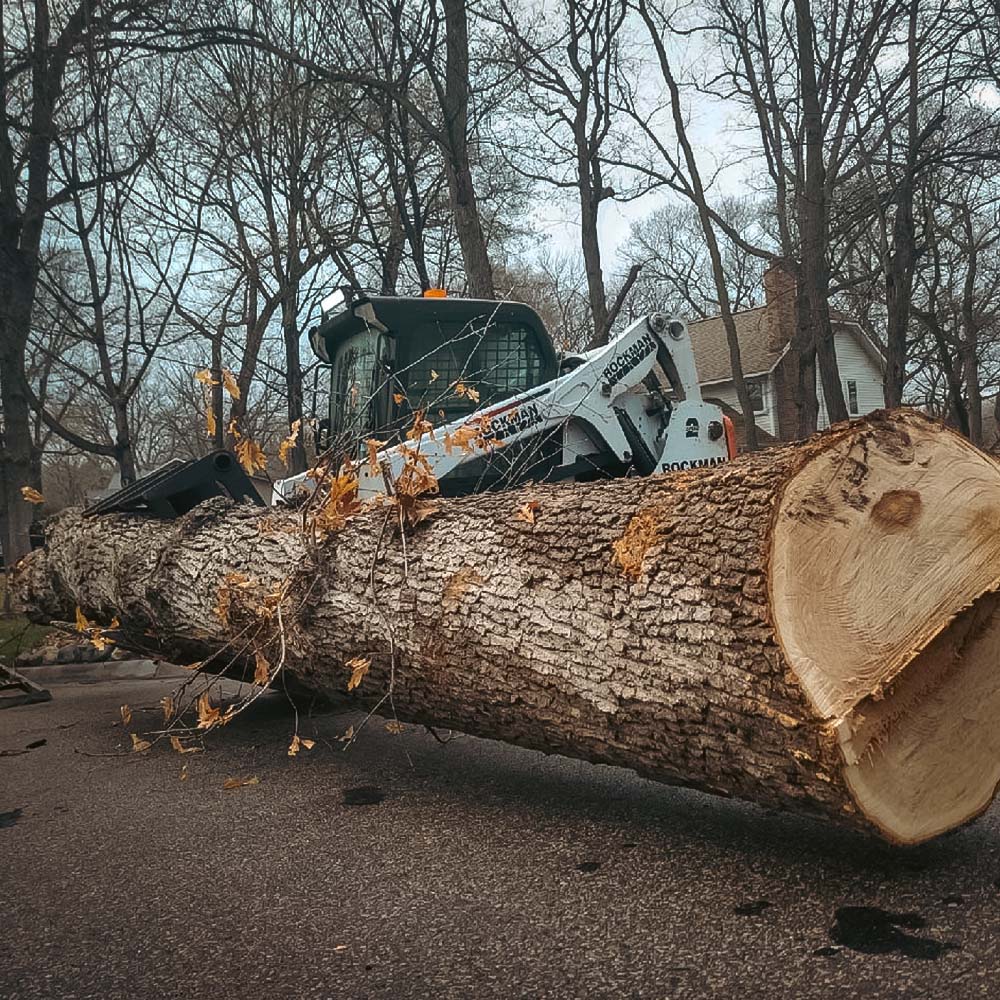 Tree removal crew sectioning a fallen trunk