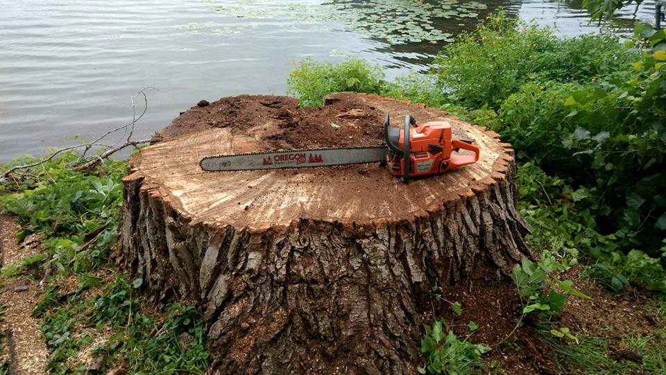 Grass being restored after stump grinding